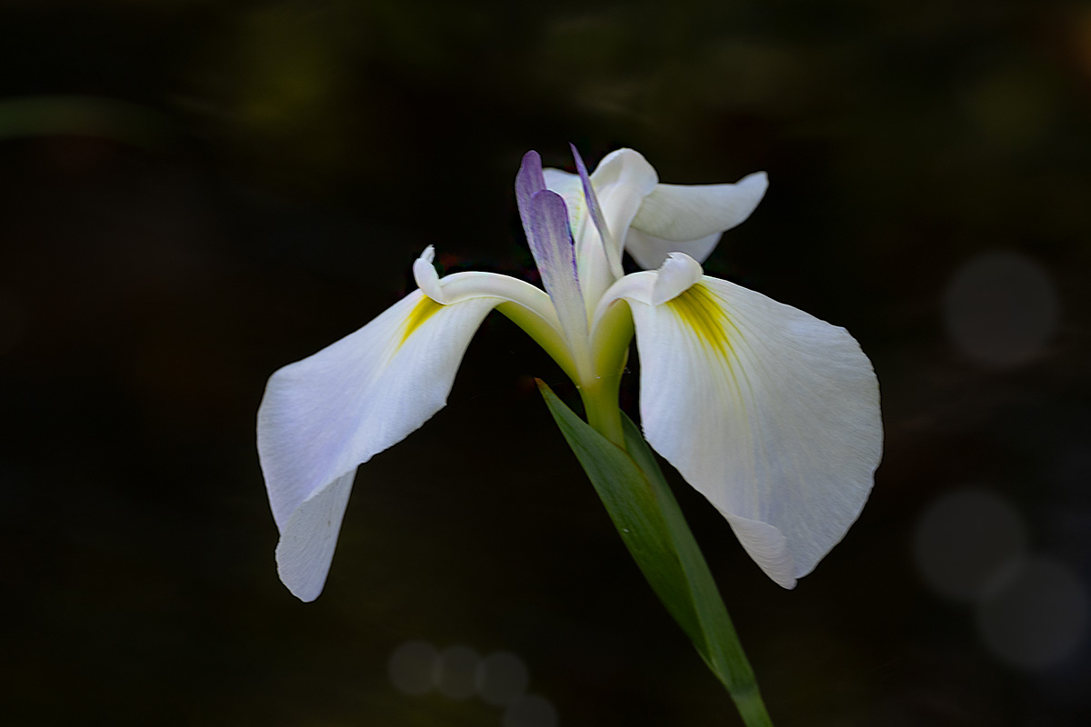 ハナショウブ（花菖蒲）