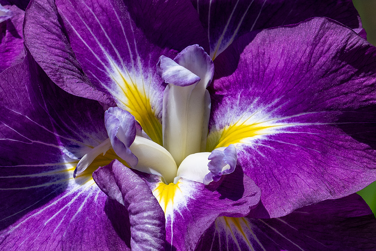 ハナショウブ（花菖蒲）