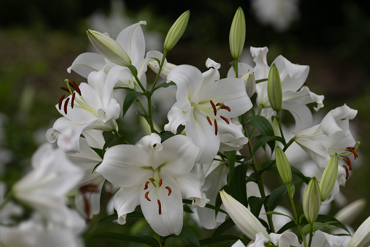 カサブランカ（Lilium 'Casa Blanca'）ユリ - ☆ほしのつぶやき☆