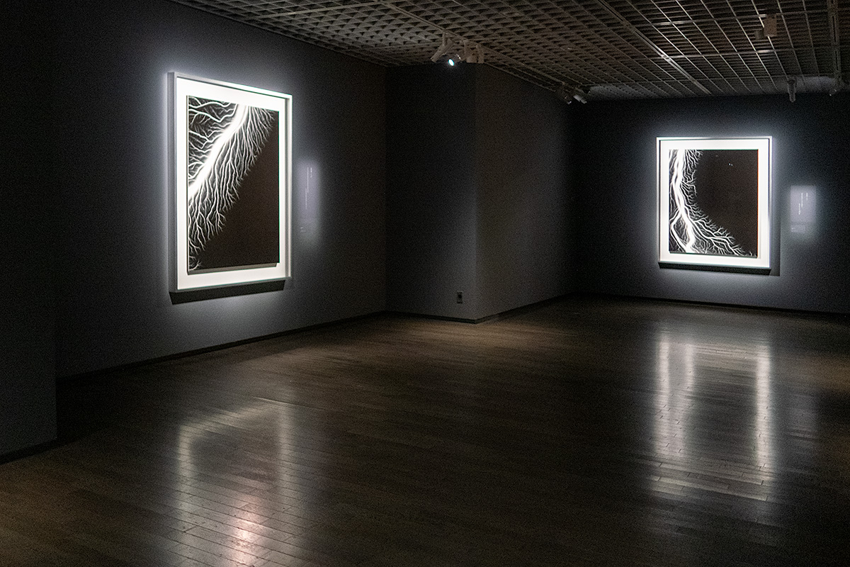 杉本博司 絶滅写真 東京国立近代美術館