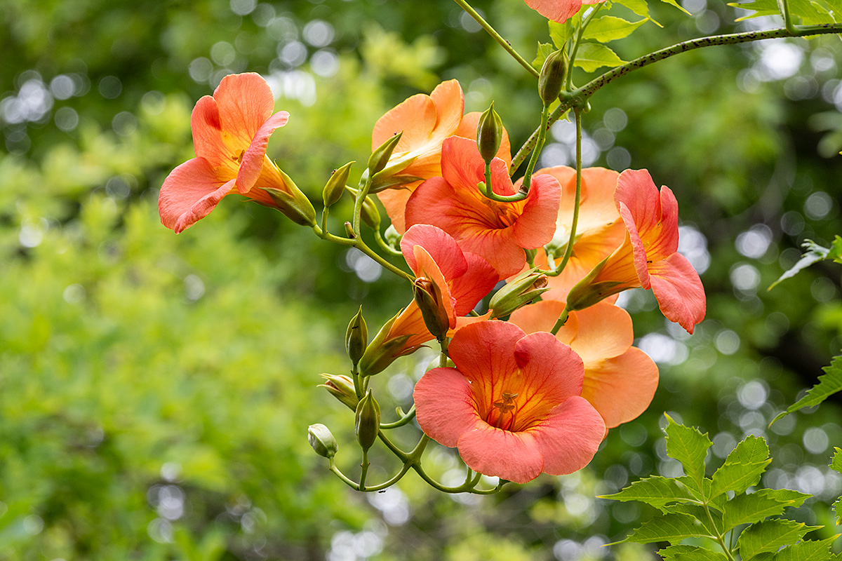 ノウゼンカズラ（凌霄花、紫葳）