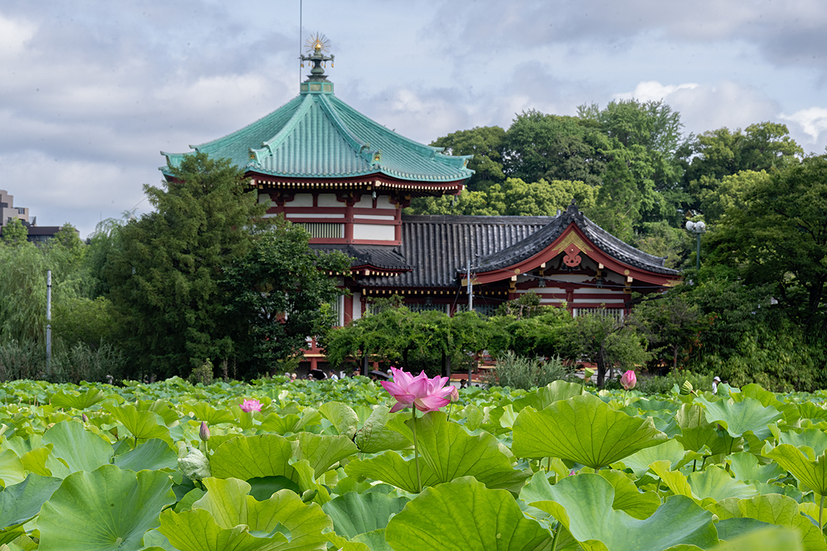 上野・不忍池のハス（蓮）