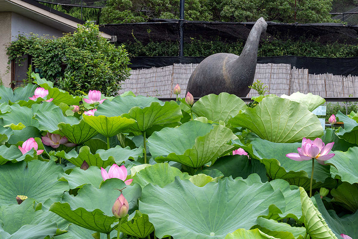 上野・不忍池のハス（蓮）