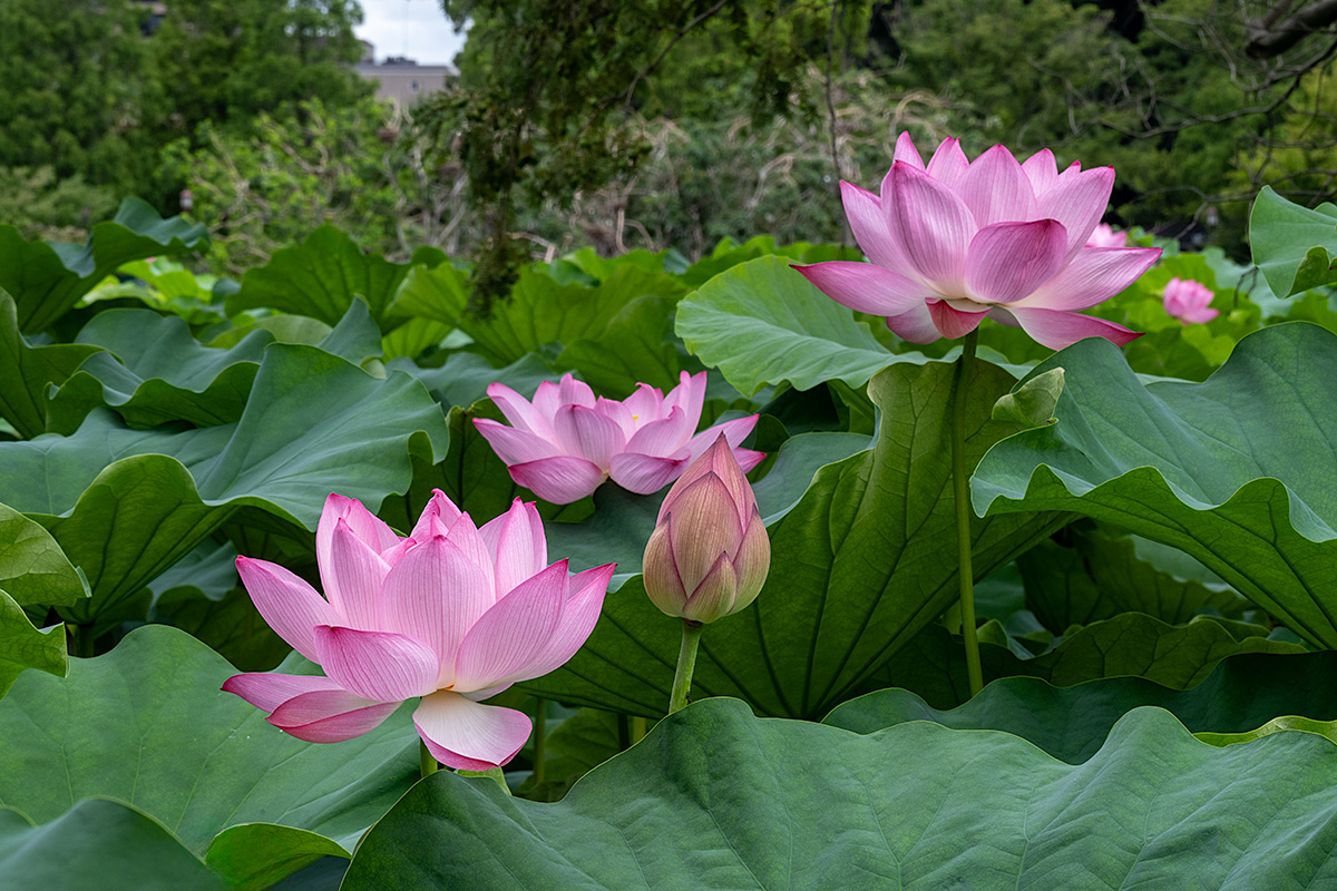 上野・不忍池のハス（蓮）