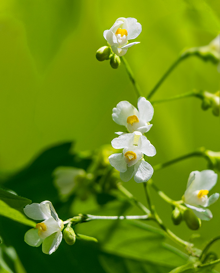 フウセンカズラの花が咲いていました - ☆ほしのつぶやき☆