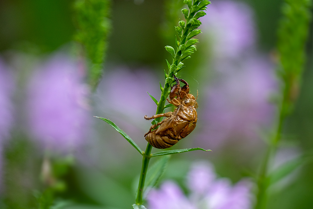 ハナトラノオ（花虎の尾）にセミの抜け殻