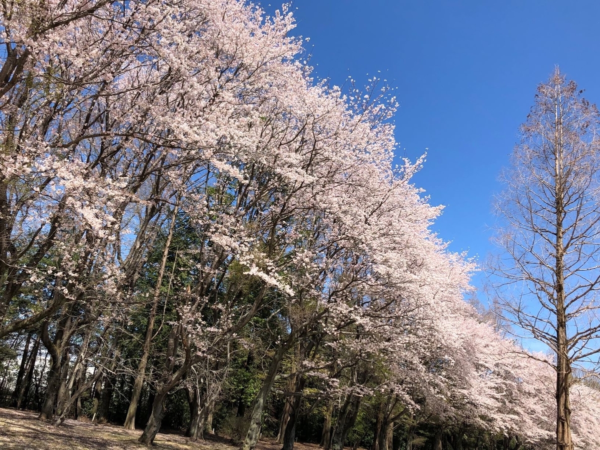 f:id:hoshinomiyacc:20190416114902j:plain f:id:hoshinomiyacc:20190416114902j:plain
