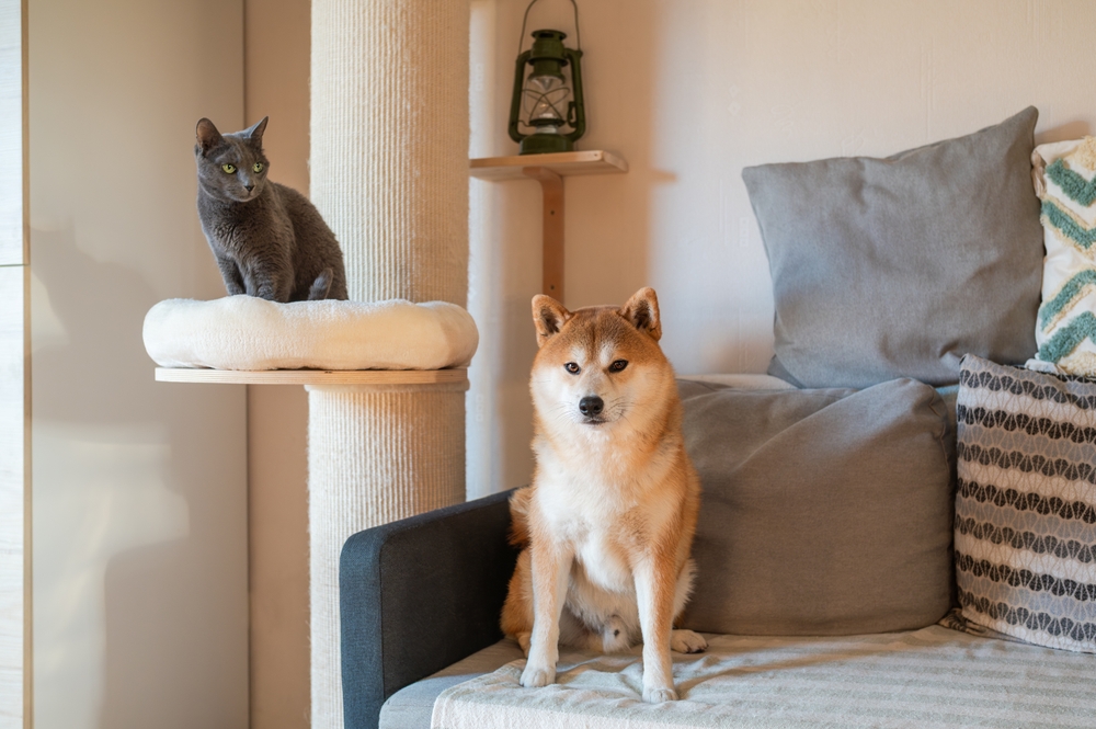 麻布PETのペットシッターが人気の理由