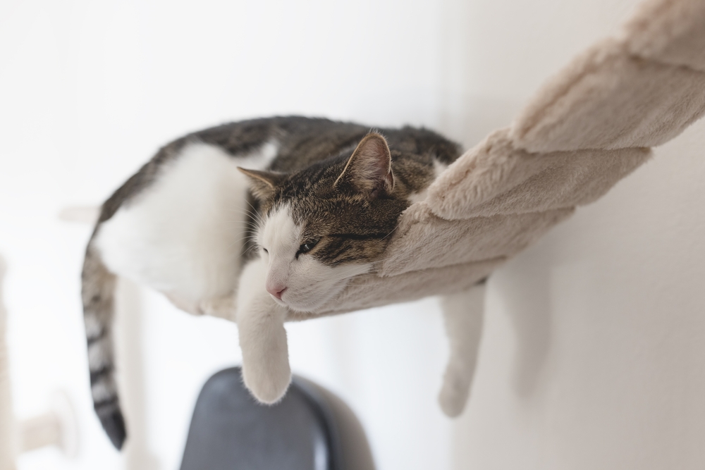 ペットシッターを利用するときの注意点
