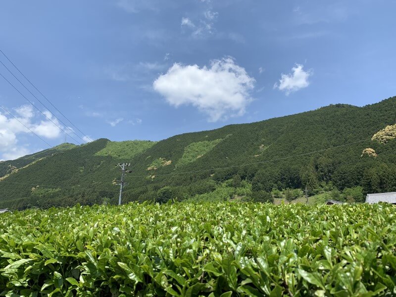 お茶の葉