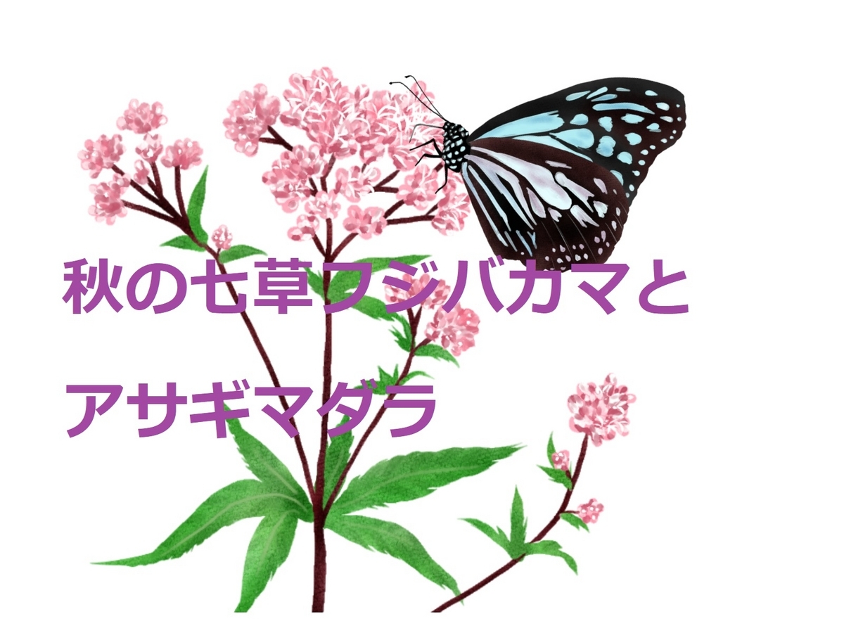 秋の七草『フジバカマ』と旅するチョウ！『アサギマダラ』を見に行き