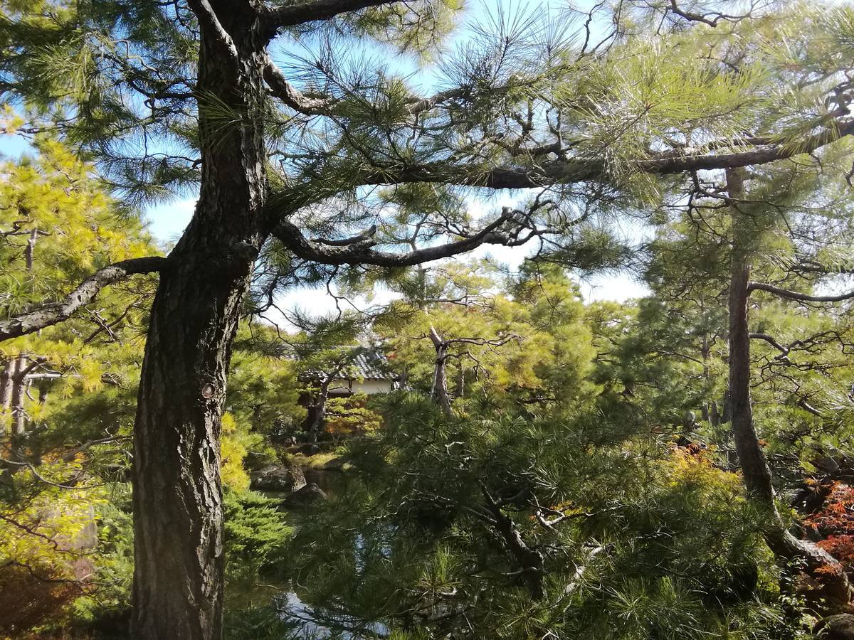 f:id:hoso-11-bishamonten:20191116010528j:plain