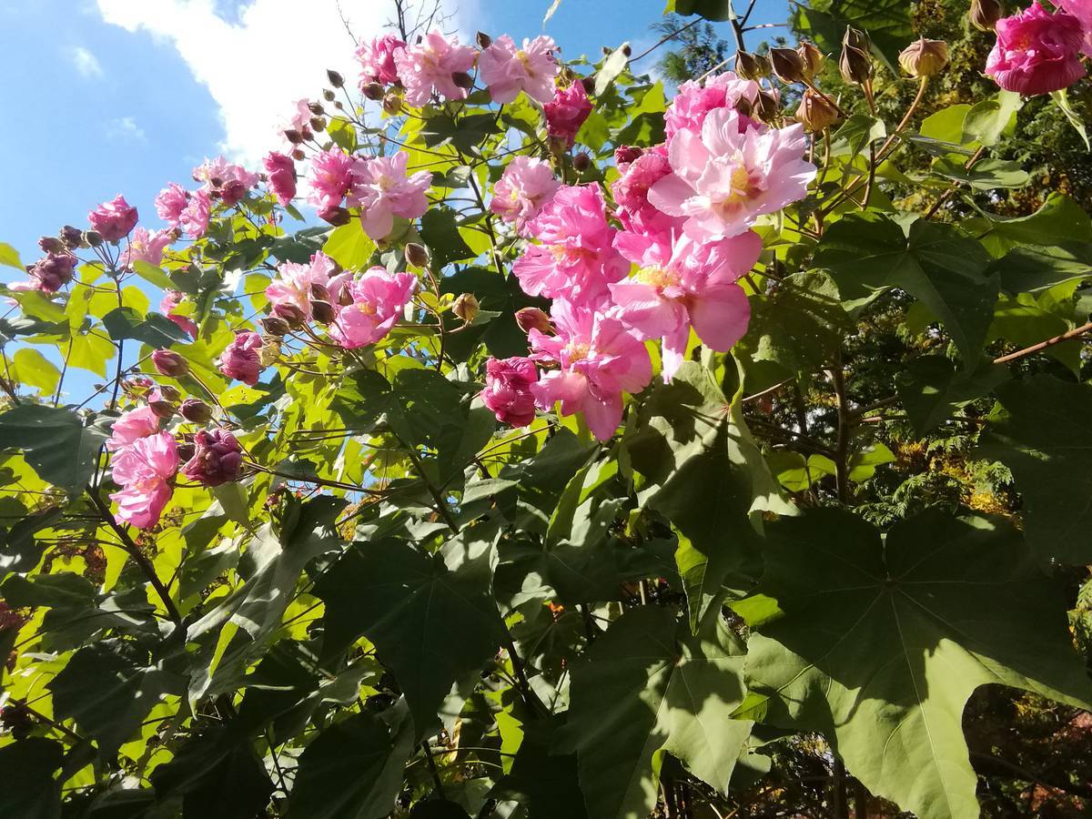 f:id:hoso-11-bishamonten:20191116011119j:plain