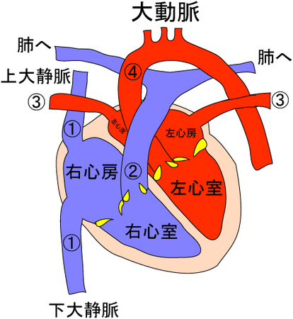 個別 心臓の断面図 の写真 画像 Hosotatsu S Fotolife