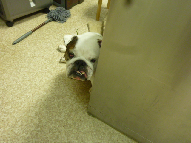 f:id:hosp-tsutsuji:20140217150600j:image:w360 f:id:hosp-tsutsuji:20140217150600j:image:w360