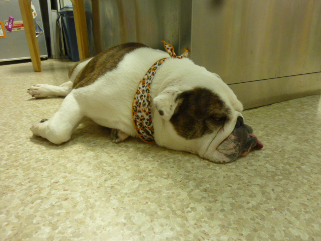 f:id:hosp-tsutsuji:20140611152457j:image:w360 f:id:hosp-tsutsuji:20140611152457j:image:w360