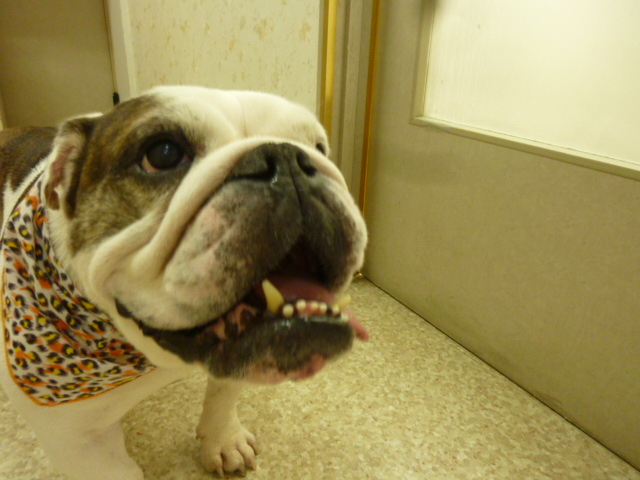f:id:hosp-tsutsuji:20140611173724j:image:w360 f:id:hosp-tsutsuji:20140611173724j:image:w360
