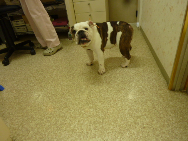 f:id:hosp-tsutsuji:20140611173736j:image:w360 f:id:hosp-tsutsuji:20140611173736j:image:w360