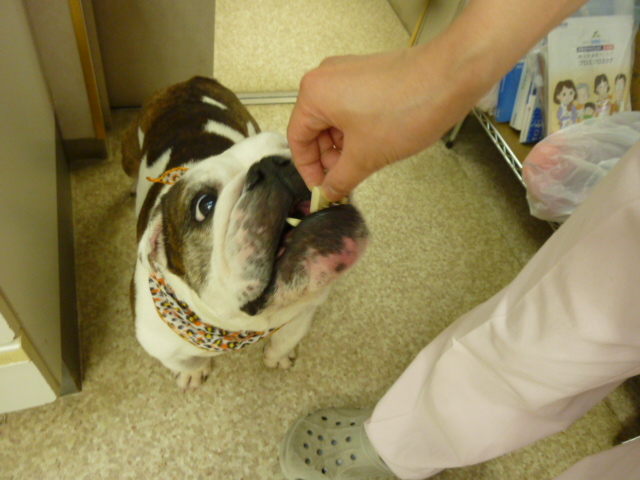 f:id:hosp-tsutsuji:20140611180525j:image:w360 f:id:hosp-tsutsuji:20140611180525j:image:w360