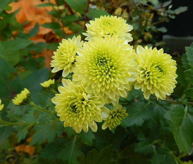 キク - 自宅 - 植物大好き♫ 出会い・ときめき・癒し
