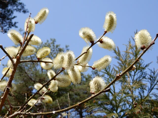 ヤナギ 3種(雄花と雌花) - 植物大好き♫ 出会い・ときめき・癒し