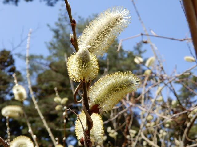 ヤナギ 3種(雄花と雌花) - 植物大好き♫ 出会い・ときめき・癒し