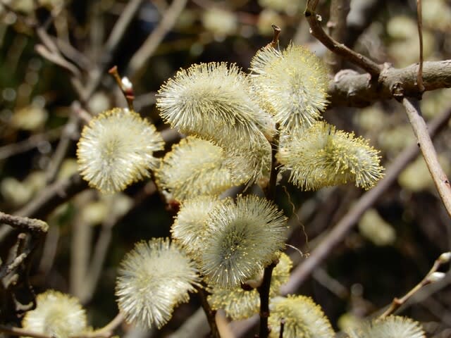 ヤナギ 3種(雄花と雌花) - 植物大好き♫ 出会い・ときめき・癒し