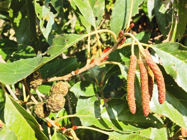 ハンノキ（榛の木）の果実、花芽（雄花序 雌花序）、葉芽 - 植物大好き♫ 出会い・ときめき・癒し