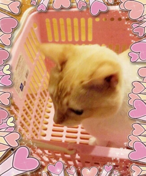 f:id:hot:20141030061646j:plain