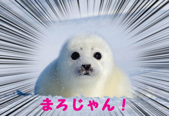 f:id:hot:20150224182008j:plain f:id:hot:20150224182008j:plain