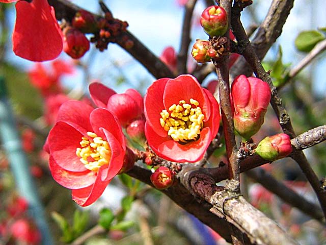 f:id:hot:20160404014210j:plain f:id:hot:20160404014210j:plain