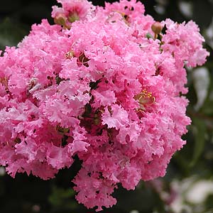 f:id:hot:20160404015623j:plain f:id:hot:20160404015623j:plain