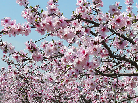f:id:hot:20160404020114j:plain f:id:hot:20160404020114j:plain