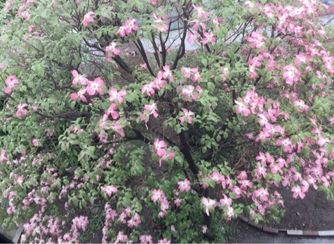 f:id:hot:20160421200632j:plain f:id:hot:20160421200632j:plain