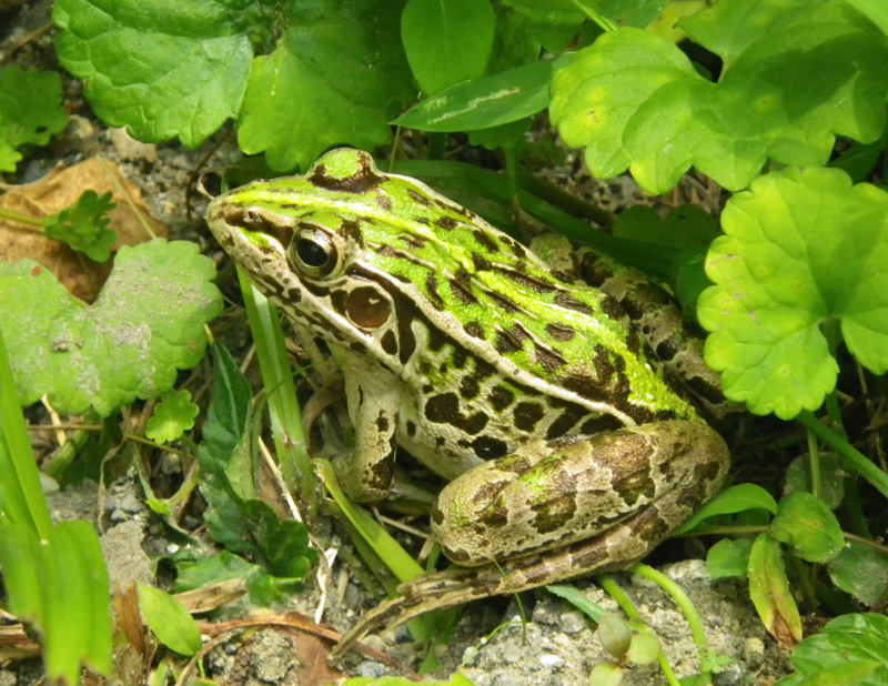 f:id:hot:20160515032304j:plain:w480