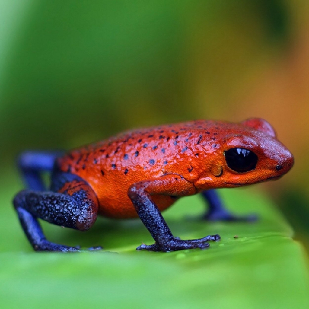 f:id:hot:20160515032502j:plain