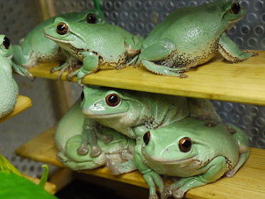 f:id:hot:20160515032533j:plain