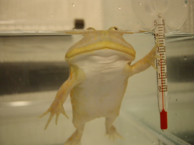 f:id:hot:20160515032821j:plain