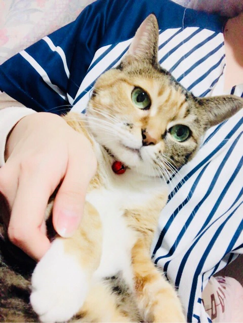 f:id:hot:20190222115442j:plain f:id:hot:20190222115442j:plain
