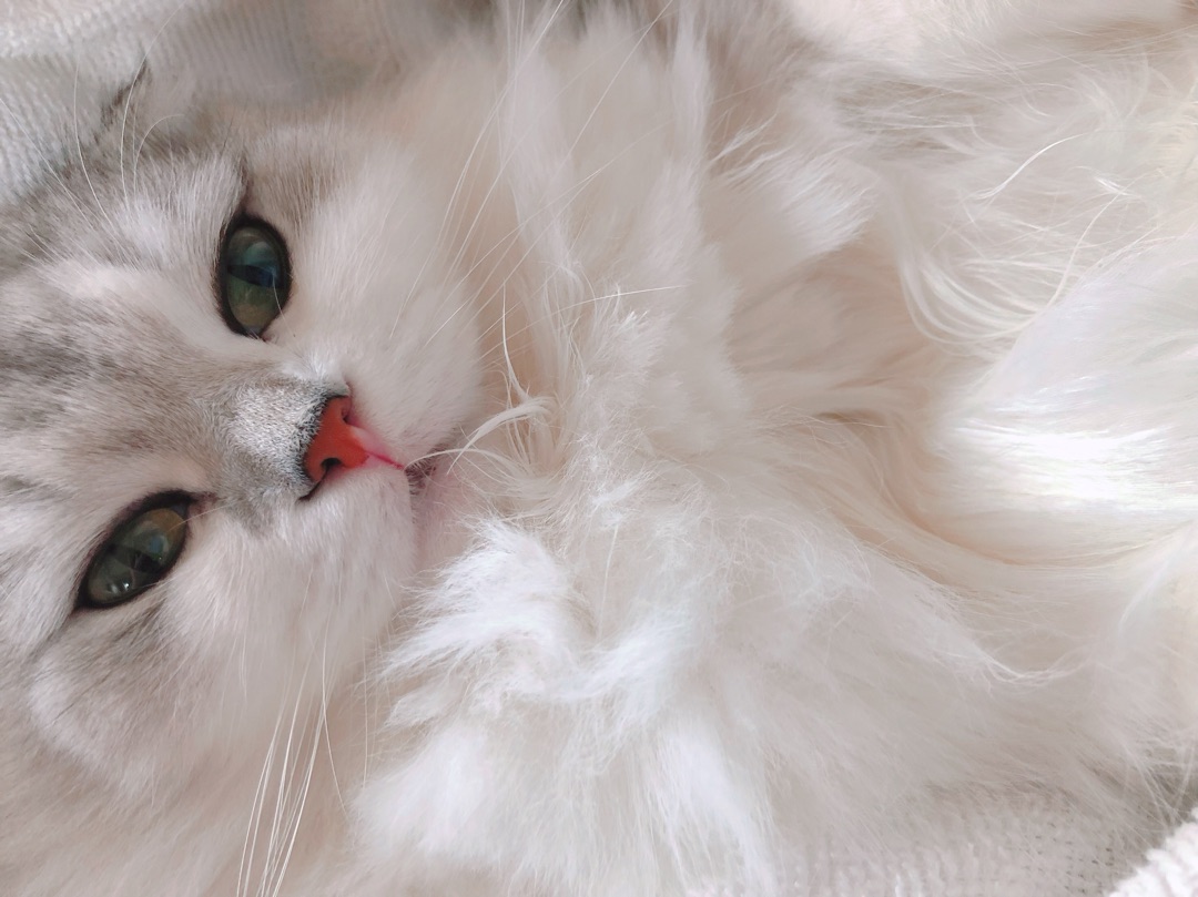 f:id:hot:20190408230138j:plain f:id:hot:20190408230138j:plain