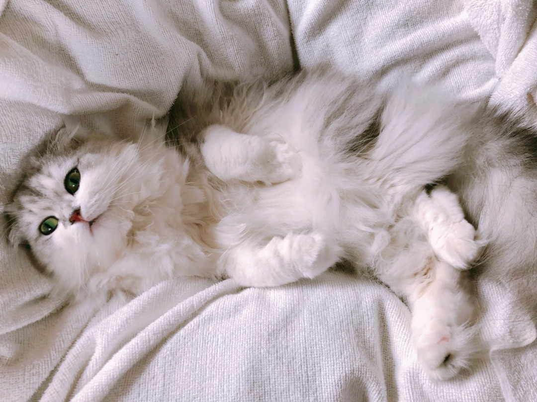 f:id:hot:20190408230146j:plain f:id:hot:20190408230146j:plain