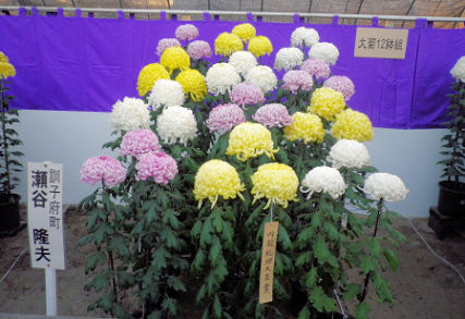 0211_仙人掌の花.jpg