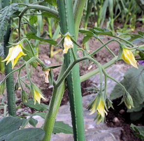 0704_トマトの花.jpg