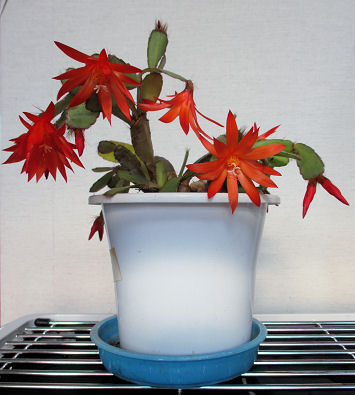0211_仙人掌の花.jpg