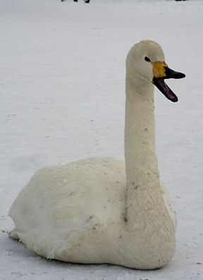 0212_白鳥オマル.jpg
