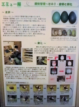 0607_笑友の卵.jpg
