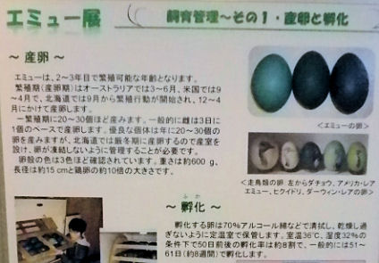 0607_笑友その卵２.jpg
