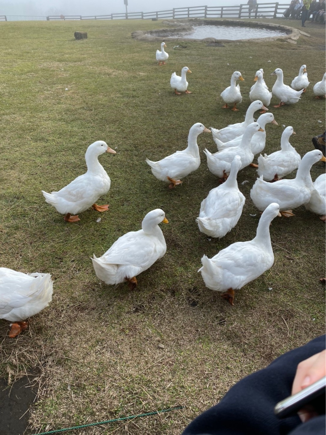 f:id:hotaru_spitz:20191124210231j:image