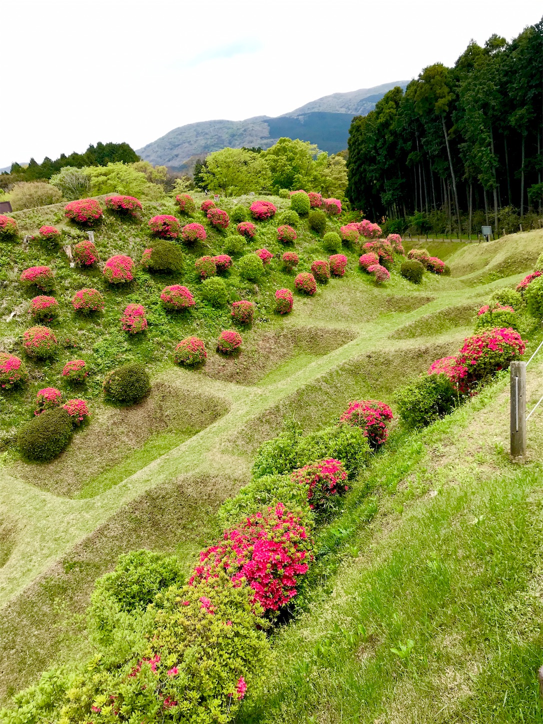 f:id:hotaru_spitz:20200404151915j:image
