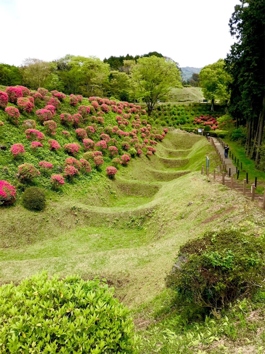 f:id:hotaru_spitz:20200404151938j:image